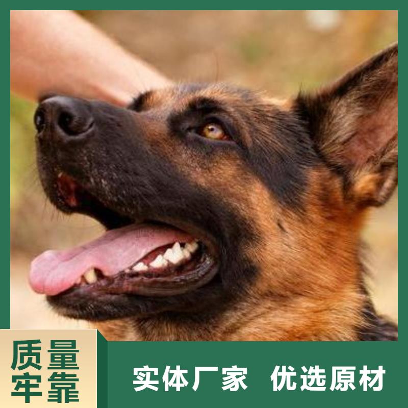 【德国牧羊犬德牧犬品质商家】