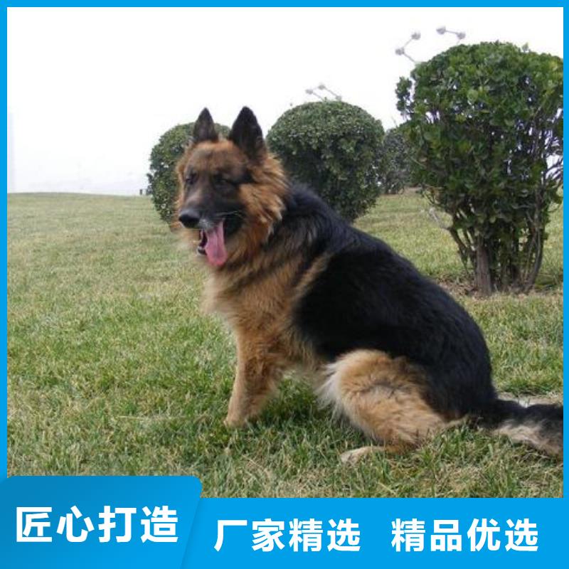 德国牧羊犬德牧犬现货