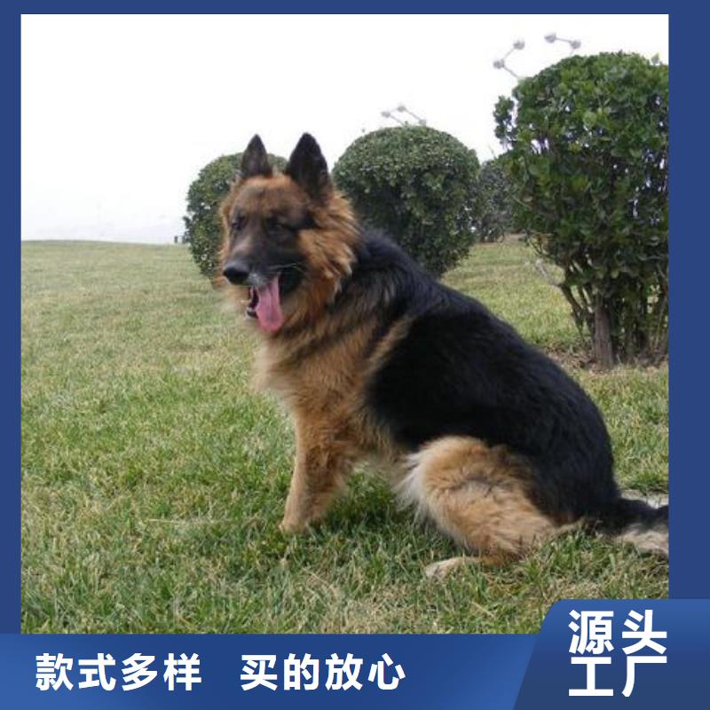 德国牧羊犬-【罗威纳犬】不只是质量好