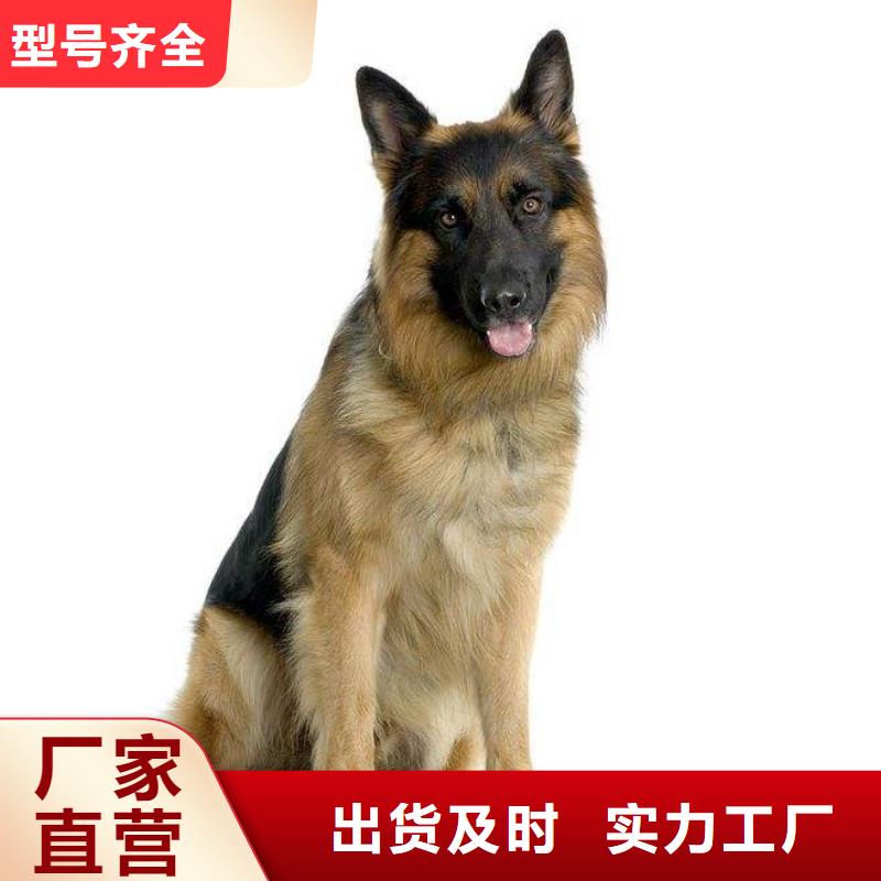 德国牧羊犬,卡斯罗犬实体诚信经营