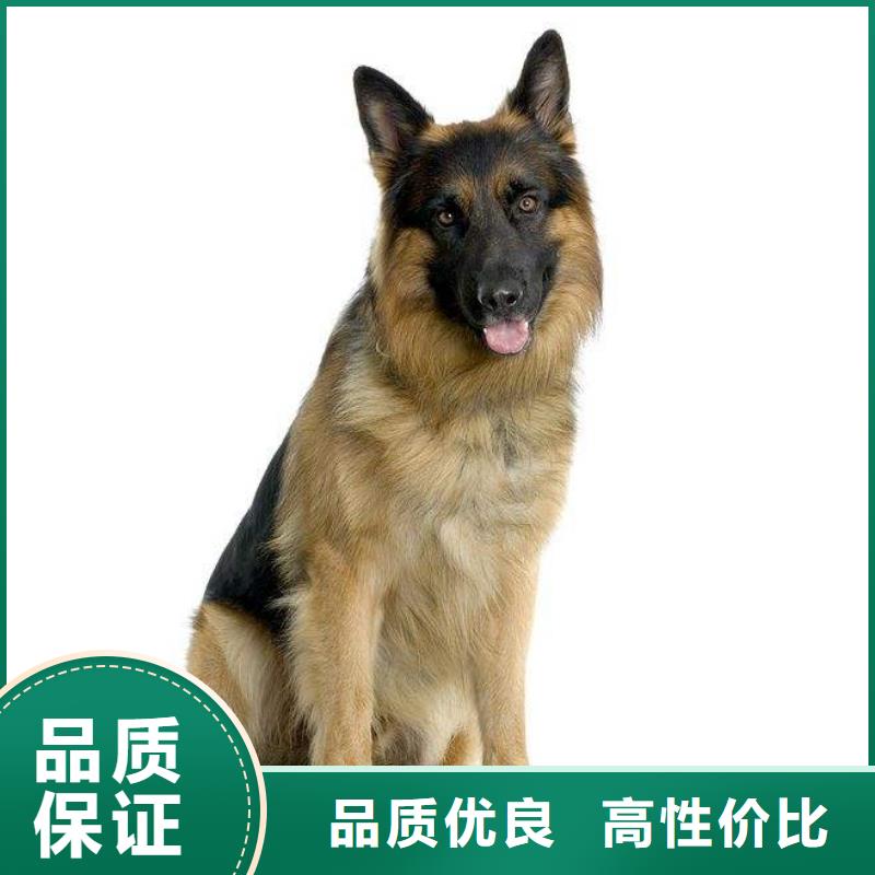 德国牧羊犬,马犬实力优品