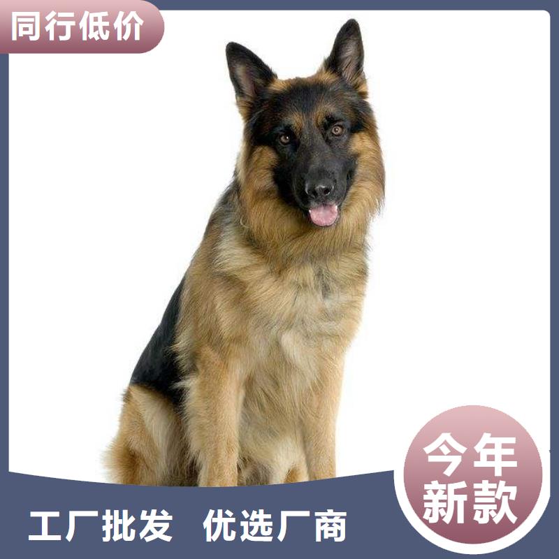 德国牧羊犬【罗威纳犬】精挑细选好货