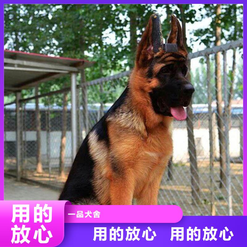 德国牧羊犬马犬量大从优