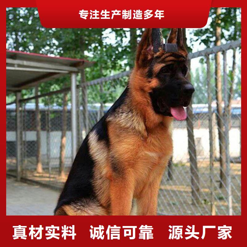 德国牧羊犬-马犬一手货源源头厂家