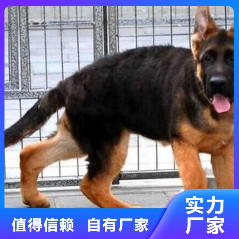 德国牧羊犬德牧犬正规厂家