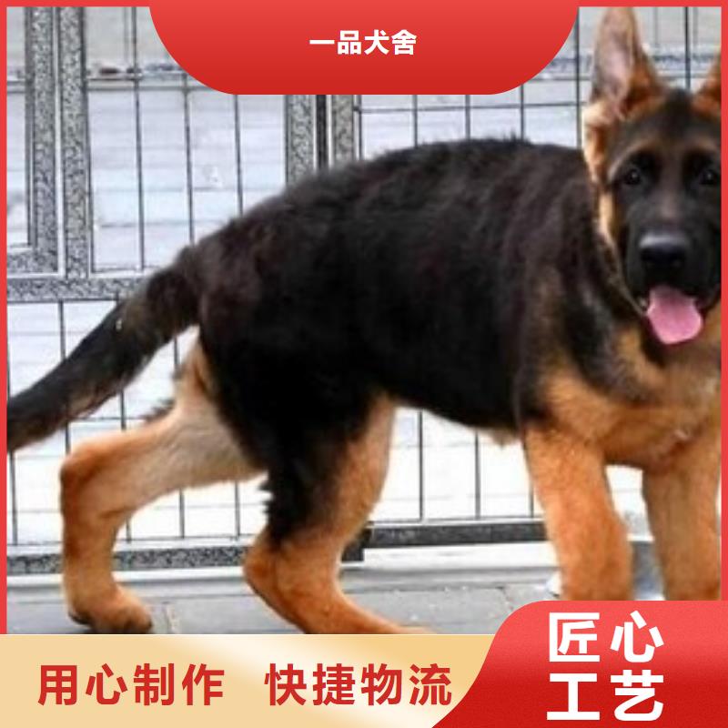 【德国牧羊犬】_德牧犬好品质用的放心