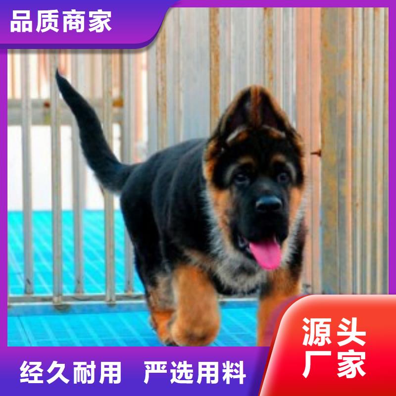 德国牧羊犬-黑狼好货直供