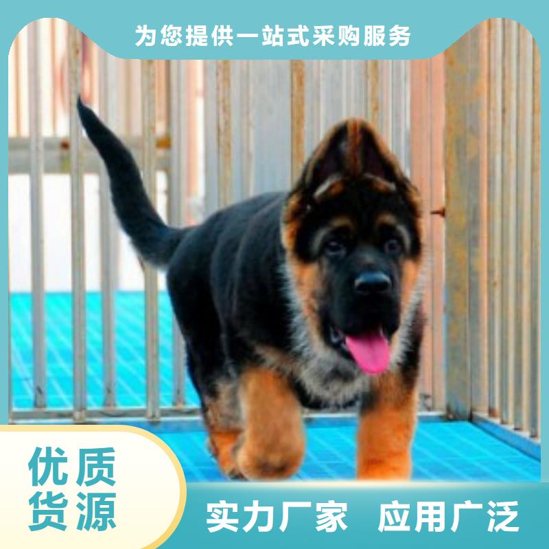 【德国牧羊犬】德牧犬现货齐全售后无忧