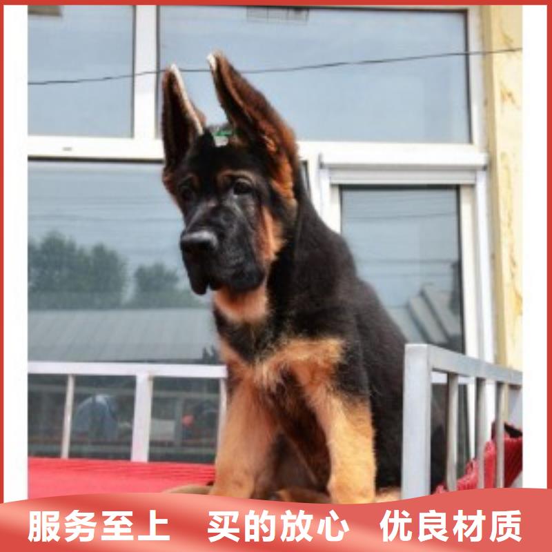 德国牧羊犬比特犬检验发货