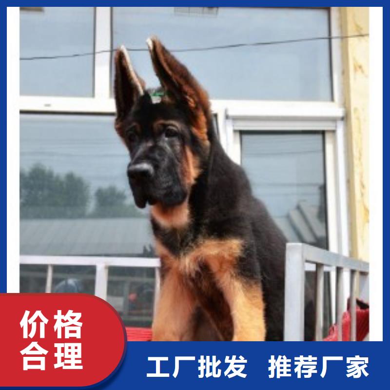 德国牧羊犬黑狼自有生产工厂