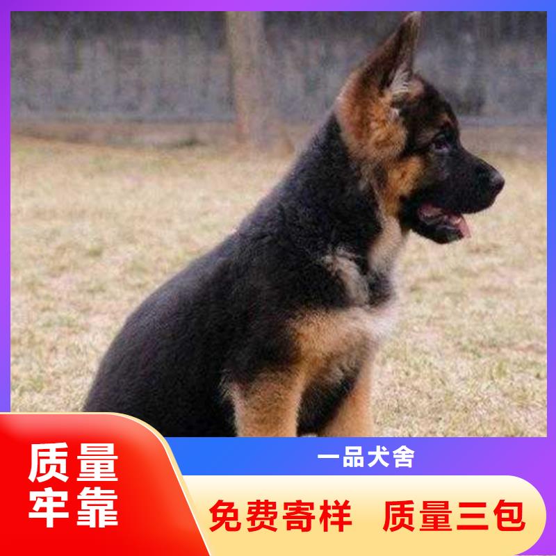 德国牧羊犬杜宾犬源头把关放心选购