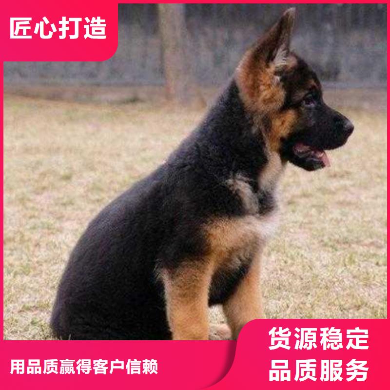 德国牧羊犬杜宾犬好货有保障