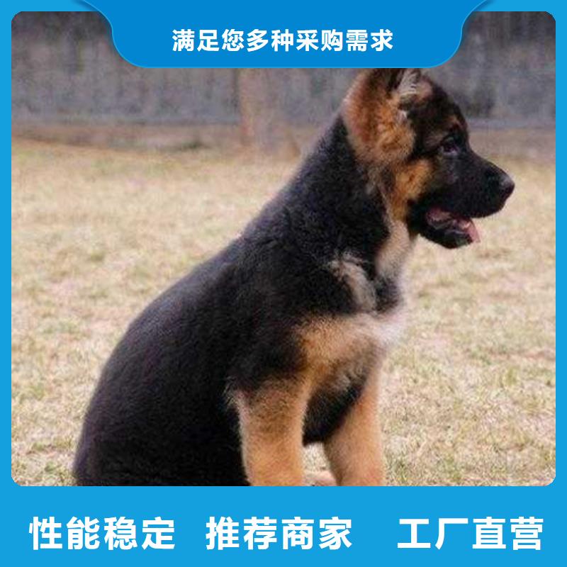 德国牧羊犬杜宾犬专业的生产厂家