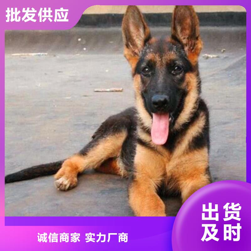 德国牧羊犬-黑狼好货直供