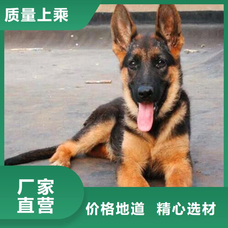 【德国牧羊犬】杜宾犬优良工艺