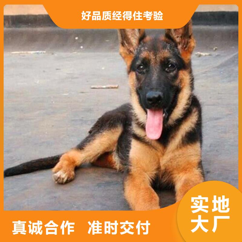 德国牧羊犬卡斯罗犬支持拿样