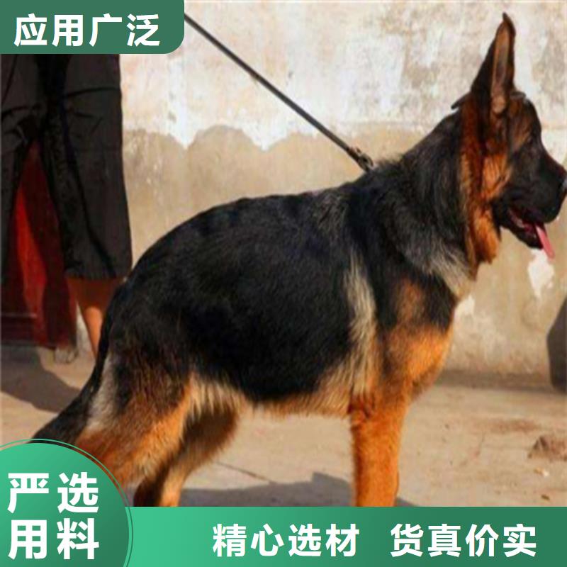 德国牧羊犬德牧犬现货