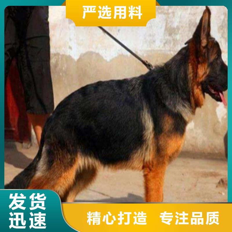 德国牧羊犬-【黑狼】质优价廉