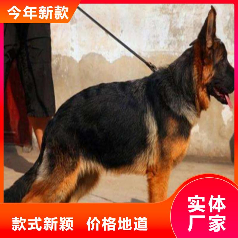 德国牧羊犬,杜宾犬用途广泛