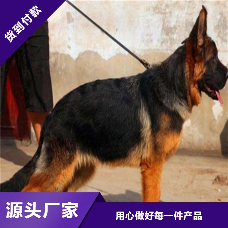 德国牧羊犬,德牧犬优良工艺