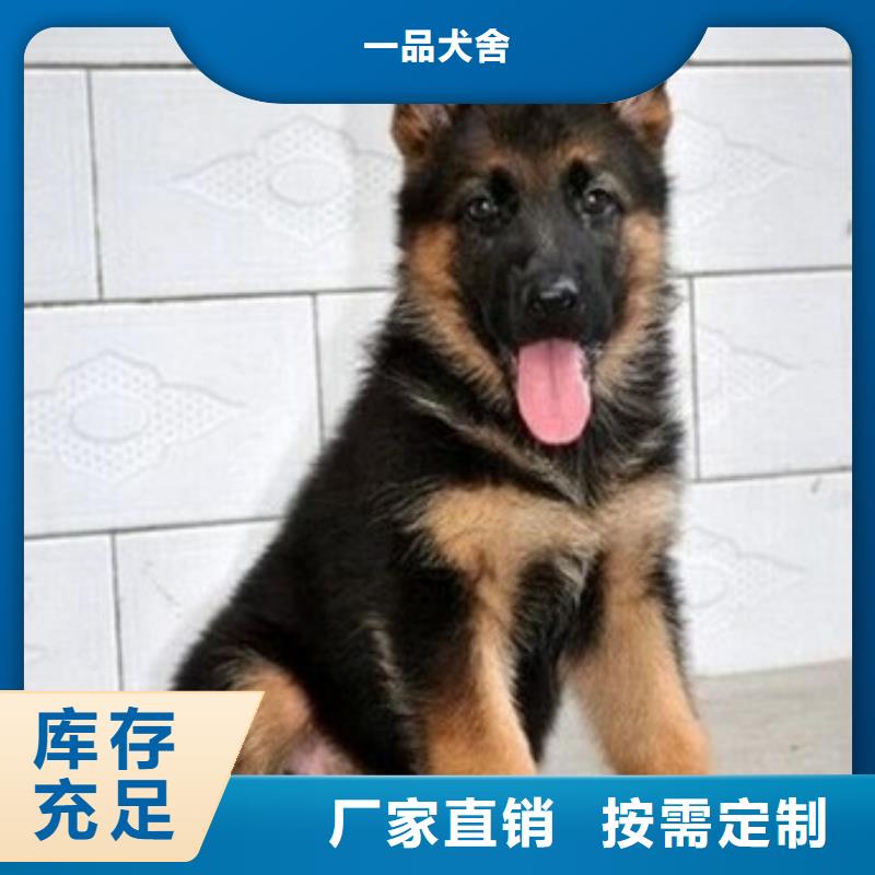 【德国牧羊犬】拉布拉多犬规格齐全实力厂家