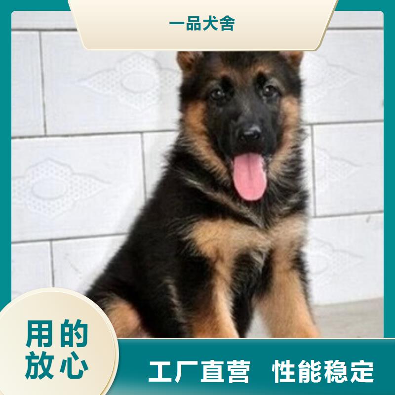 德国牧羊犬_【德牧犬】资质认证