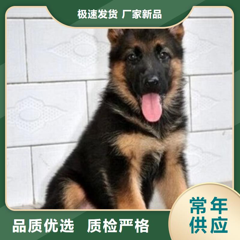 【德国牧羊犬德牧犬品质商家】