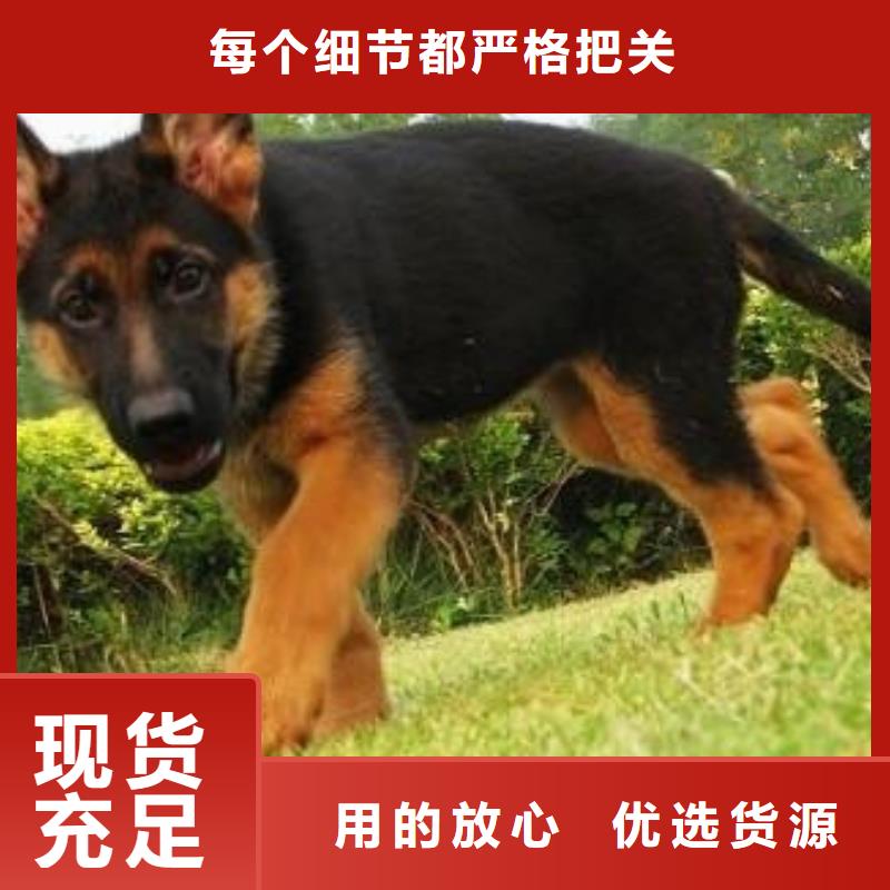 德国牧羊犬杜高犬质量上乘