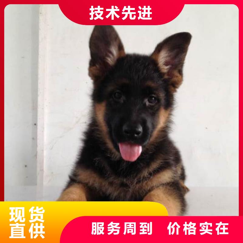 【德国牧羊犬】杜宾犬优良工艺