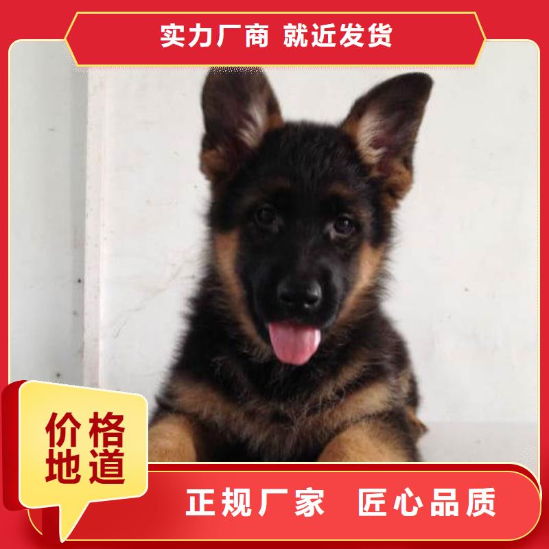 德国牧羊犬_【德牧犬】资质认证