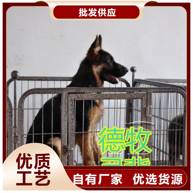 德国牧羊犬_拉布拉多犬实力商家供货稳定