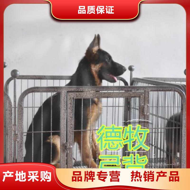 【德国牧羊犬-黑狼实力厂家直销】