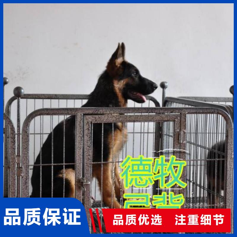 德国牧羊犬-杜高犬可放心采购