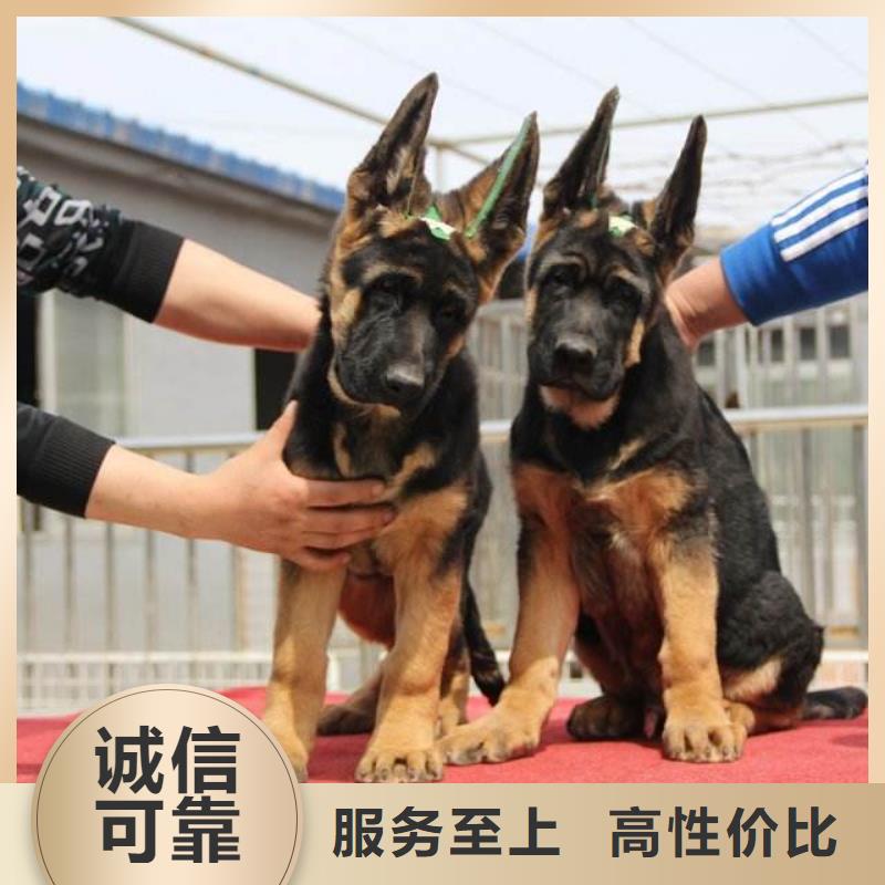 德国牧羊犬_罗威纳犬多种工艺