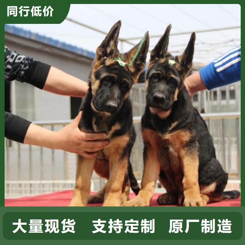 德国牧羊犬,杜宾犬用途广泛