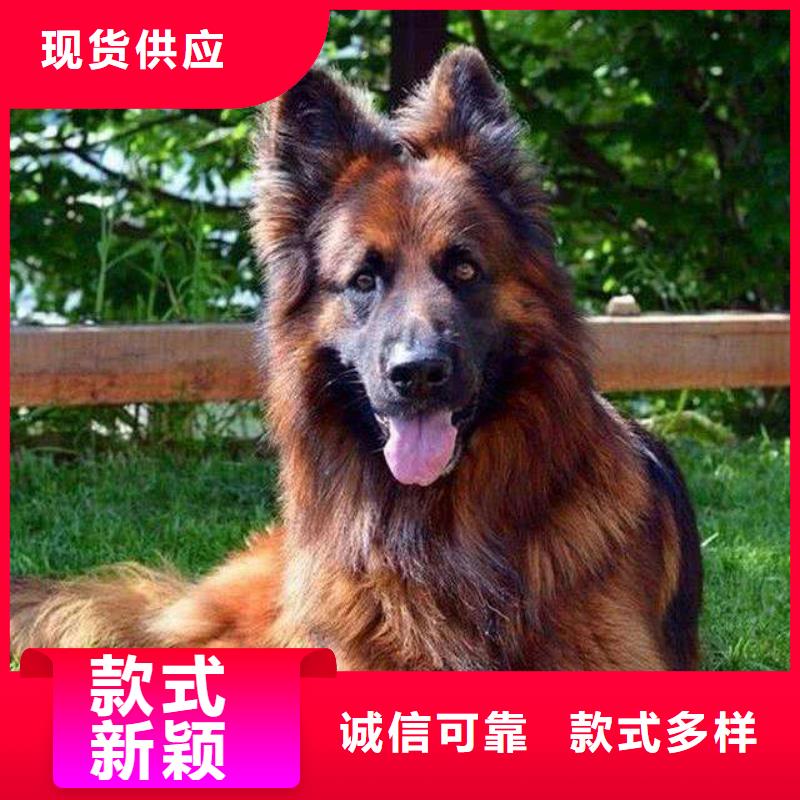 德国牧羊犬-马犬重信誉厂家