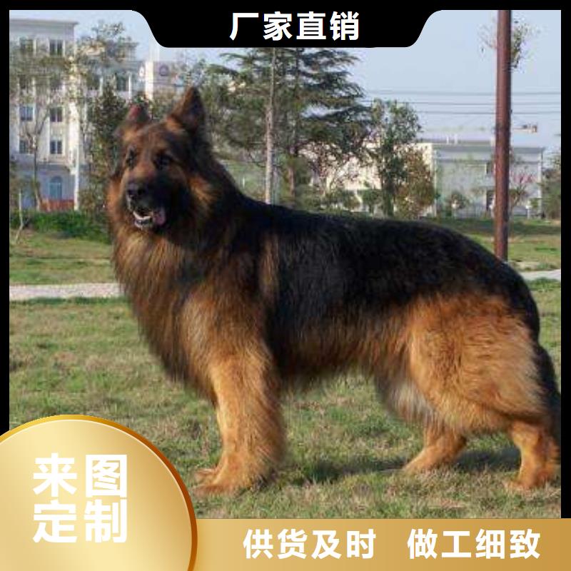 德国牧羊犬马犬正品保障