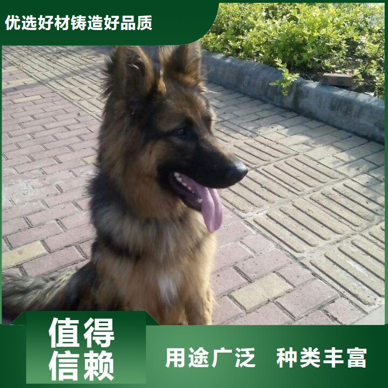 德国牧羊犬卡斯罗犬厂家