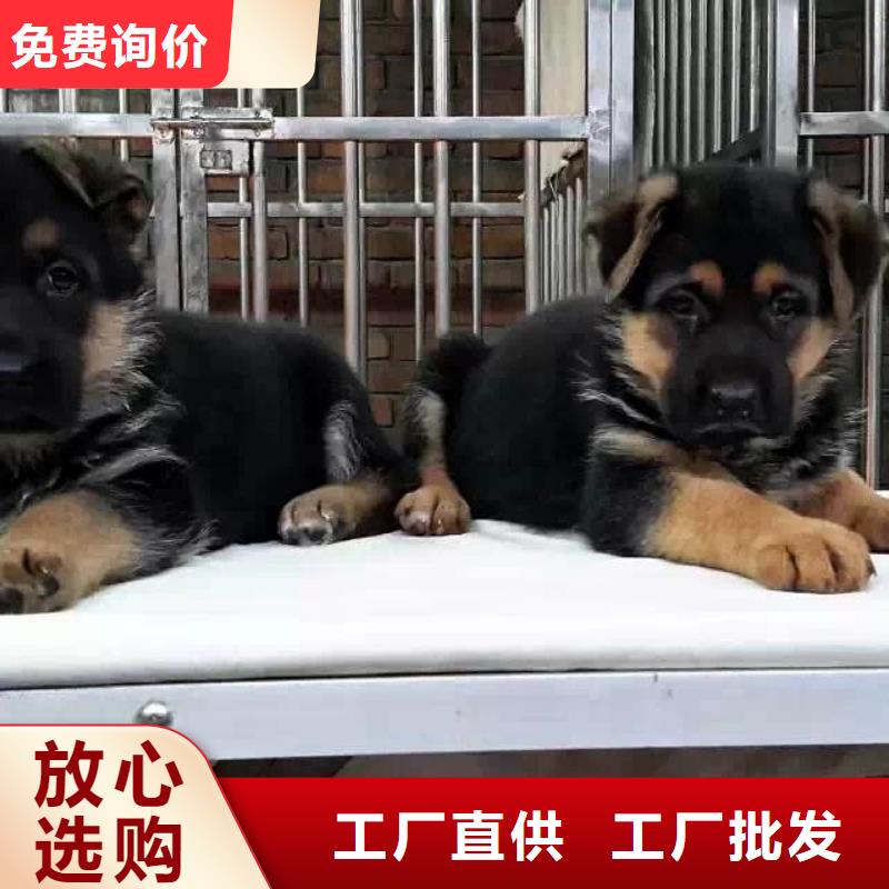 德国牧羊犬马犬量大从优