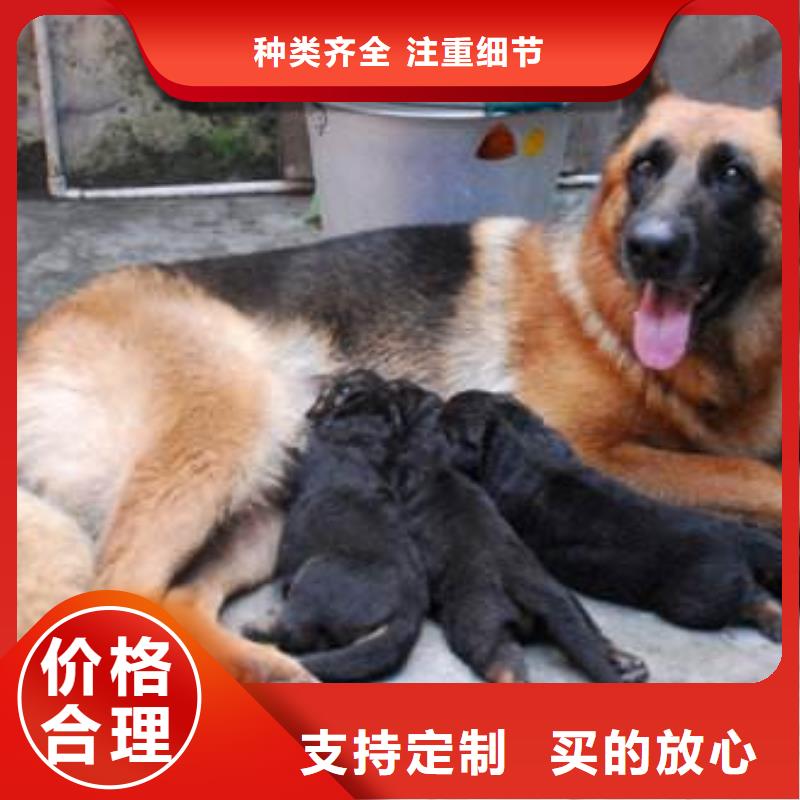 德国牧羊犬卡斯罗犬从厂家买售后有保障