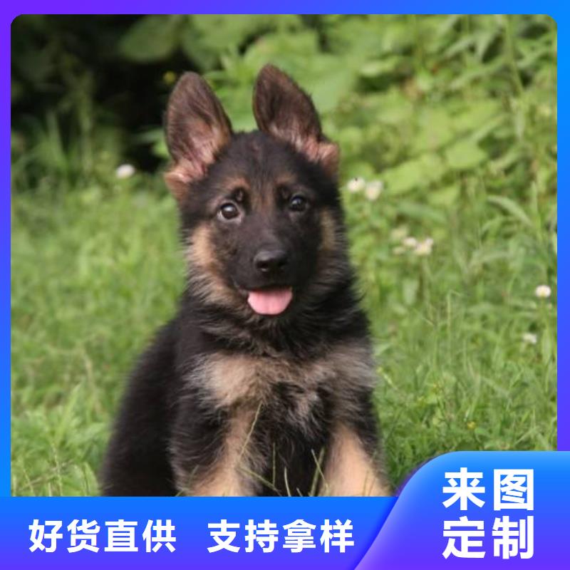 德国牧羊犬卡斯罗犬从厂家买售后有保障