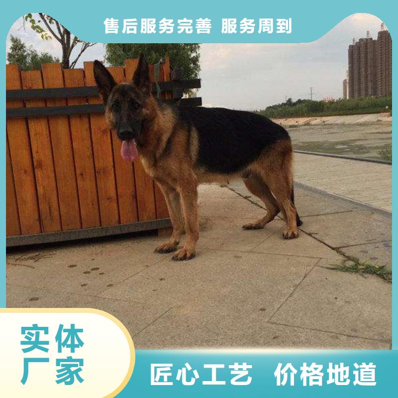 德国牧羊犬杜高犬用心制造