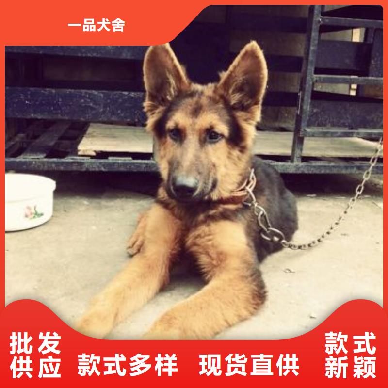 【德国牧羊犬卡斯罗犬源头直供】