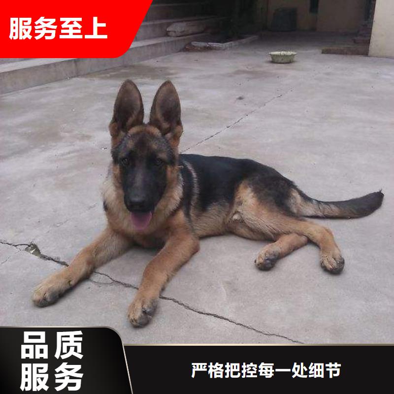 德国牧羊犬_罗威纳犬多种工艺