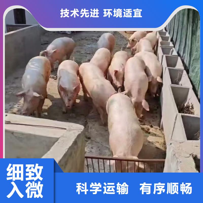 宿迁到农牧运输部分地区当天达